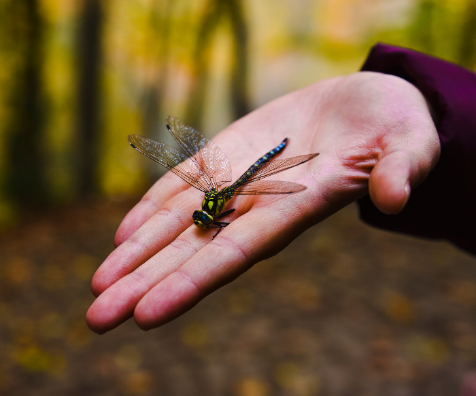 dragonfly on hand
